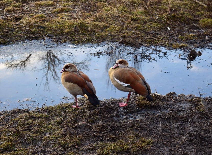 gaste de nil - Gaste egyptene