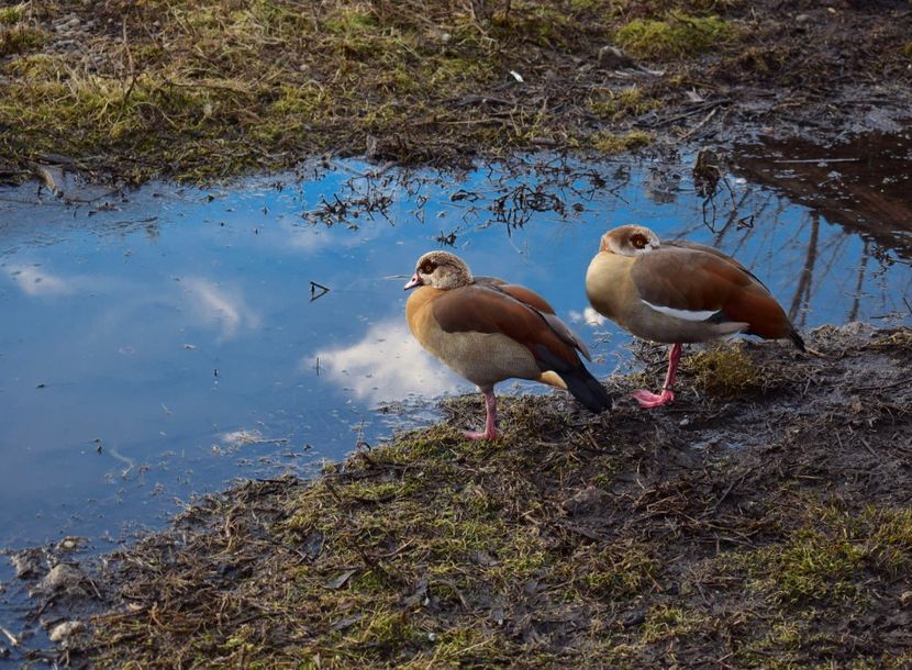 gaste de nil - Gaste egyptene