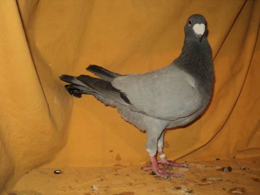 femela 2015 - MATCA FEMELE GERMANI 2018