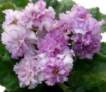 LE Turmalinovoye Kol ye poza net - ZZ LE Turmalinovoye Kol ye- LE Tourmaline Necklace