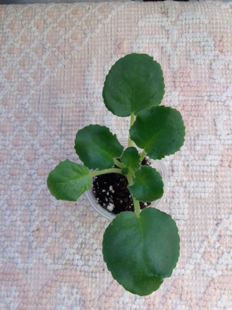 29 dec - ZZ LE Turmalinovoye Kol ye- LE Tourmaline Necklace