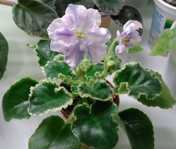 LE Siurprizy Zimny poza net - ZZ LE Siurprizy Zimny - LE The Surprise of Winter