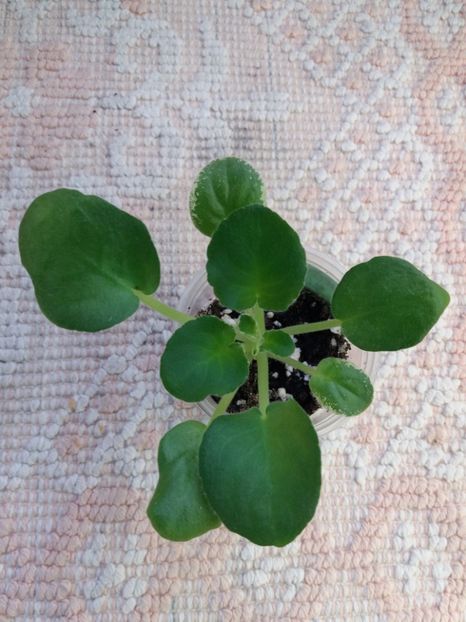 29 dec - ZZ LE Siurprizy Zimny - LE The Surprise of Winter