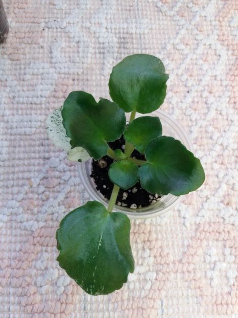 29 dec - ZZ RS Kolokolnyj Zvon