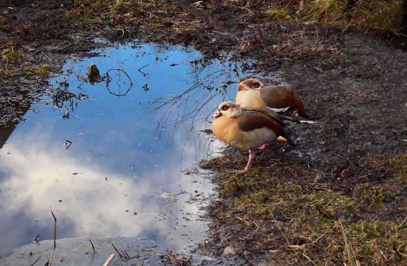 gaste de nil - Gaste egyptene