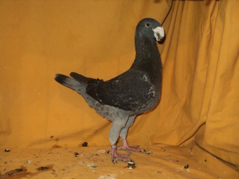  - MATCA MASCULI GERMANI 2018