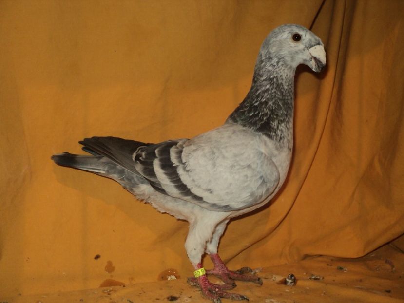 mascul 2017 - MATCA MASCULI GERMANI 2018