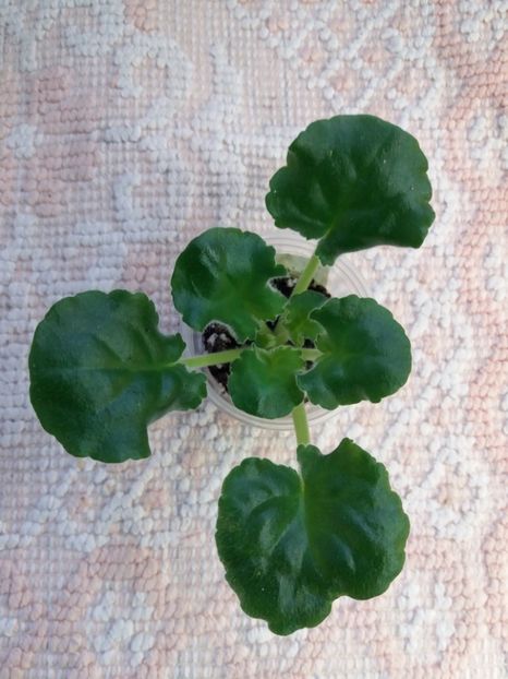 29 dec - ZZ LE Zelenaya Rosa - LE Green Rose