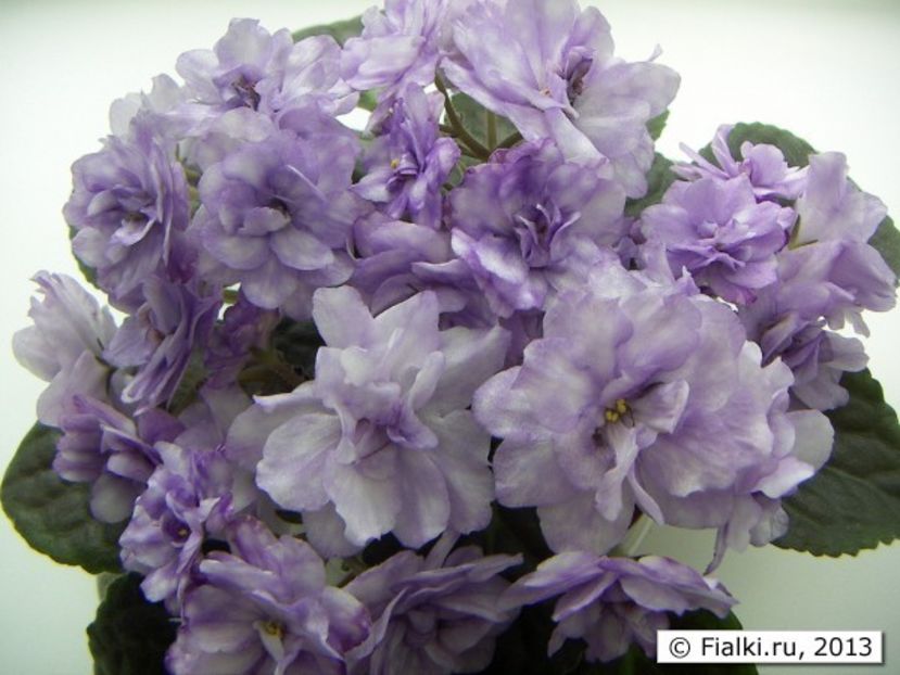 Eskimo Kisses poza net - ZZ Eskimo Kisses