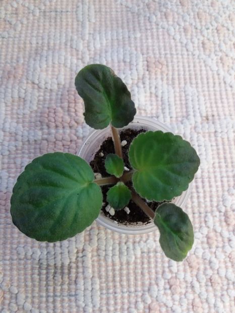 29 dec - ZZ Eskimo Kisses