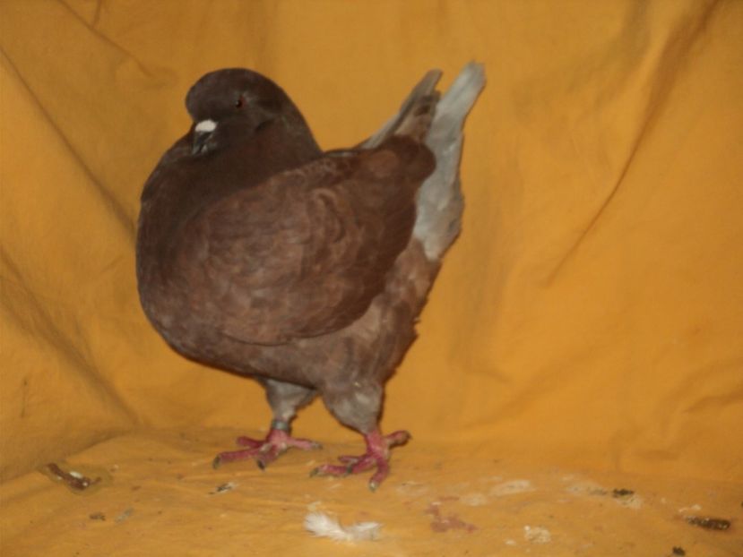 femela 2014 - KINGI 2018