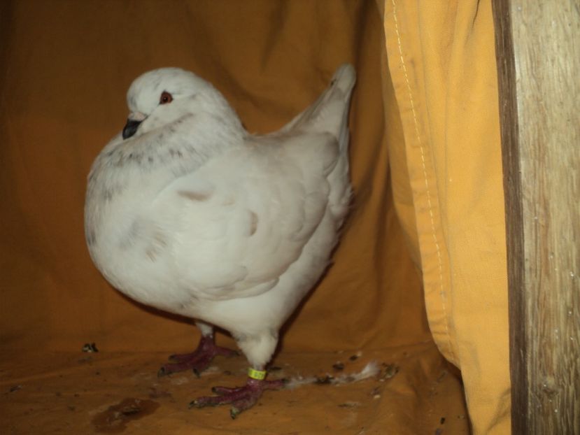 mascul 2017 - KINGI 2018