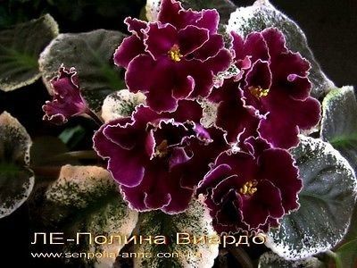 LE Polina Viardo poza net - ZZ LE Polina Viardo