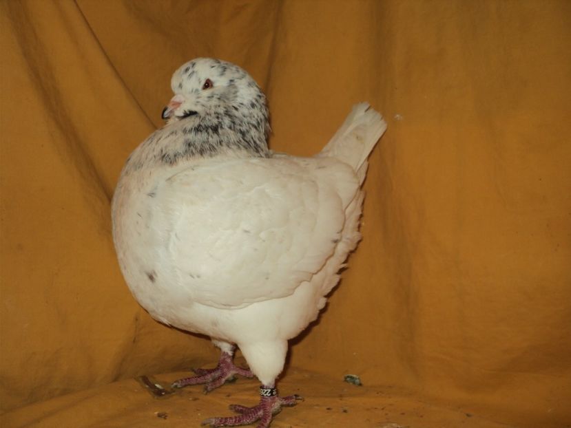 mascul 2016 - KINGI 2018