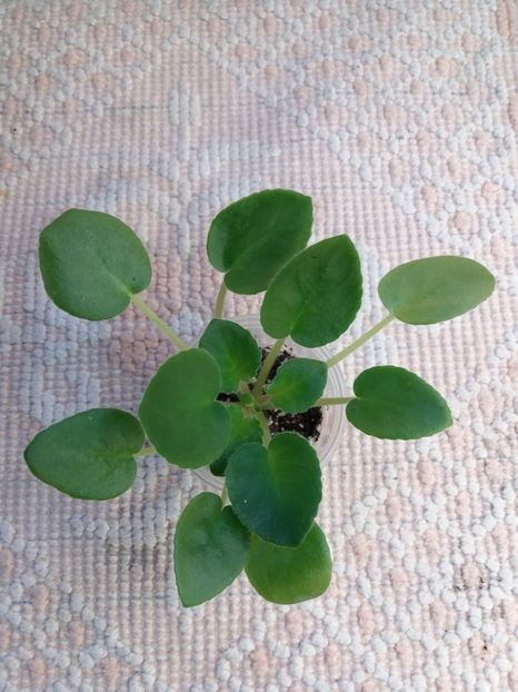 29 dec - ZZ LE Fandango