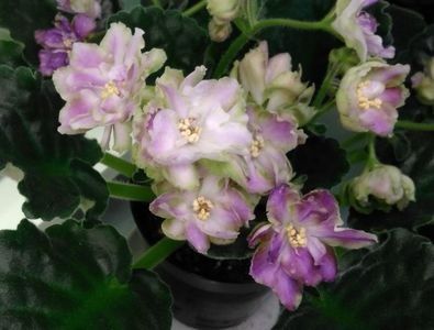 RS Dikij Les poza net - ZZ RS Dikij Les