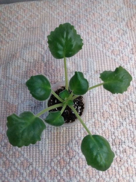 29 dec - ZZ Buntar - Rebel