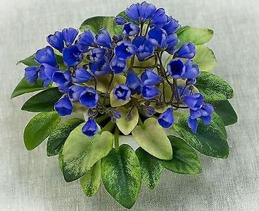 N Avatar poza net - N Avatar