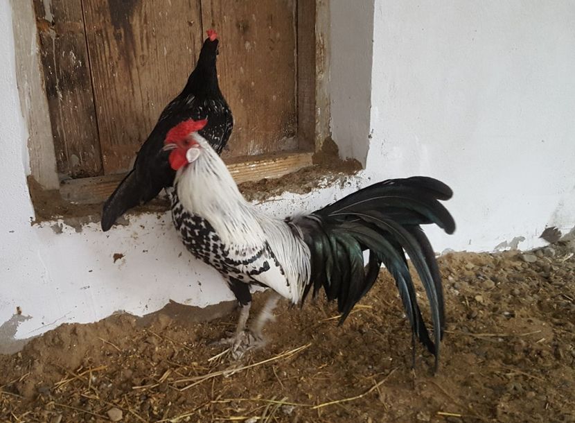  - Hamburg 2018 - varietate deosebita de culoare