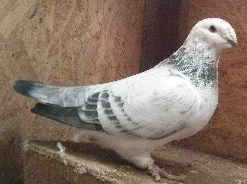 17 - Pui voiajor standard 2017