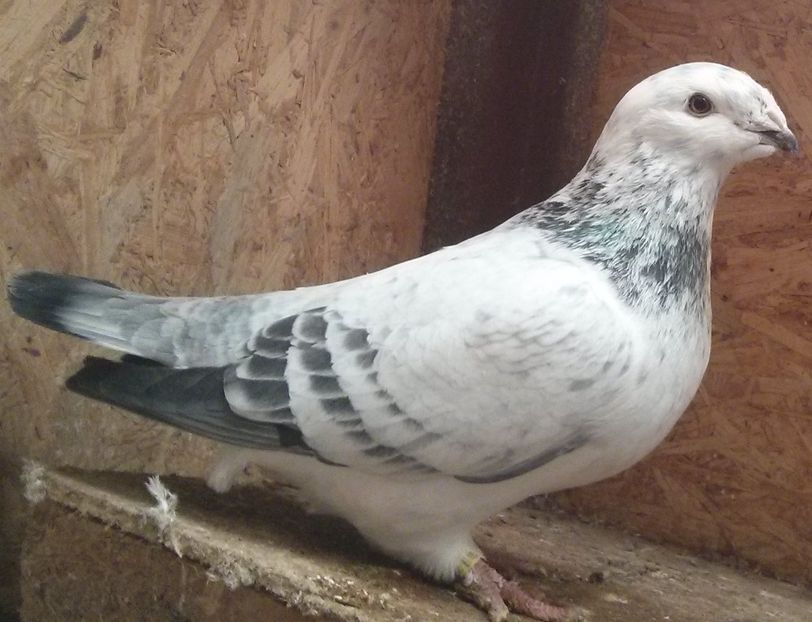 18 - Pui voiajor standard 2017