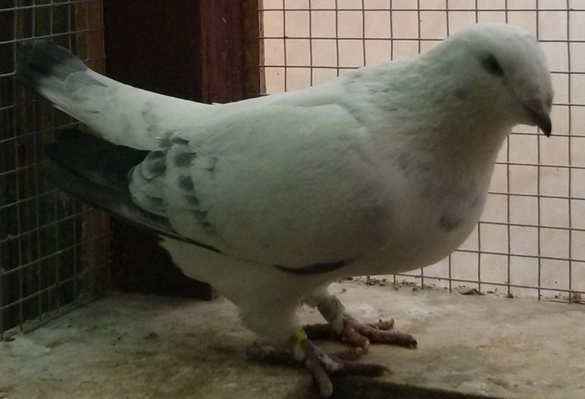 19 - Pui voiajor standard 2017