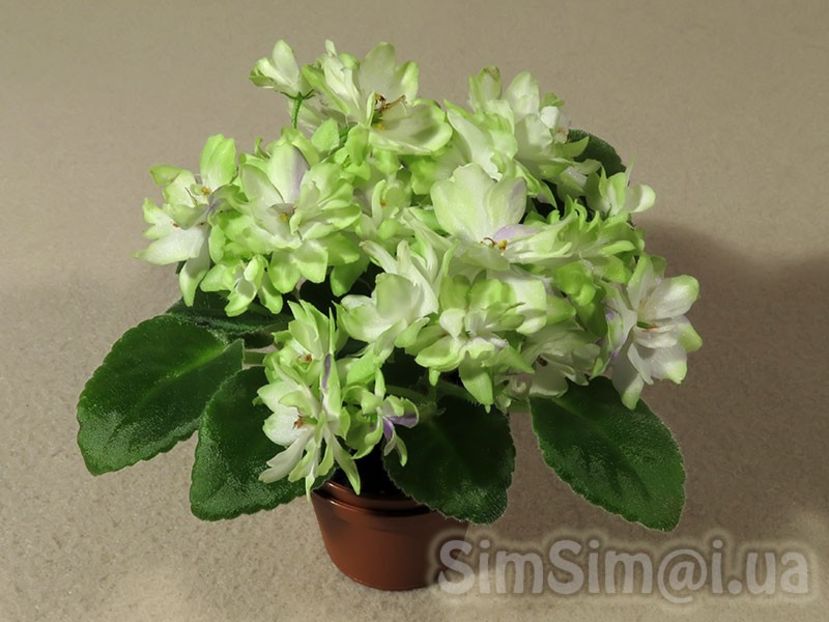 N Snezhnyi Georgin poza net - N Snezhnyi Georgin