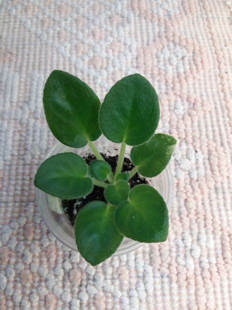 29 dec - N Snezhnyi Georgin