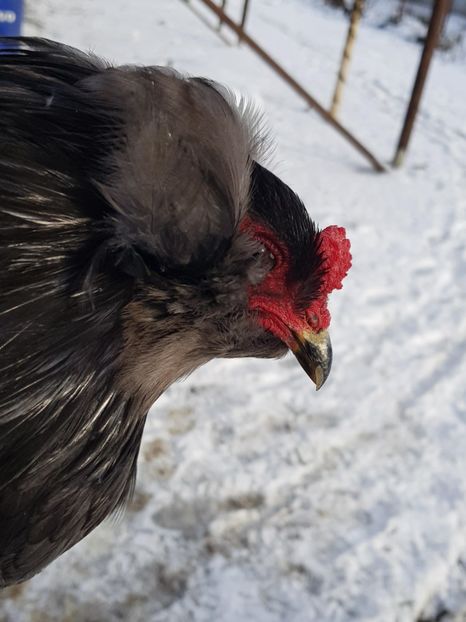 26236529_880996088736434_1340965161_o - Araucana