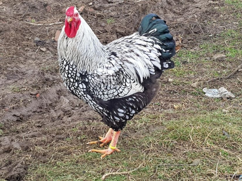 26180087_880996002069776_161084175_o - Wyandotte Argintiu