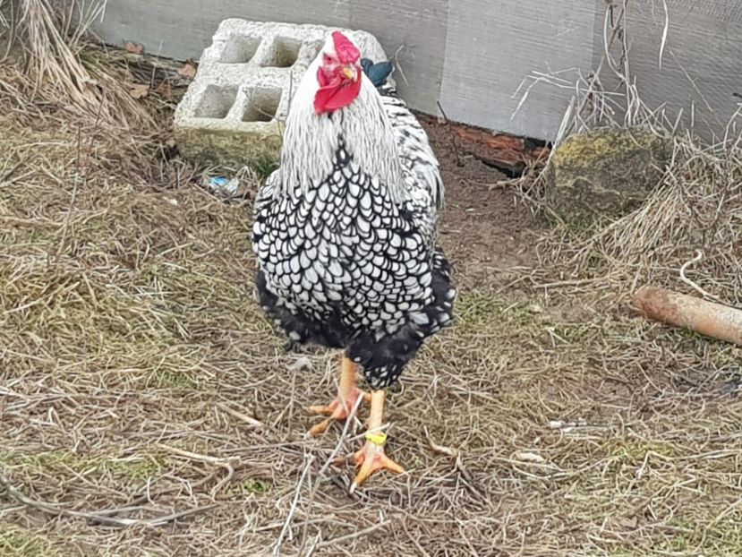 26178107_880996132069763_261178276_o - Wyandotte Argintiu