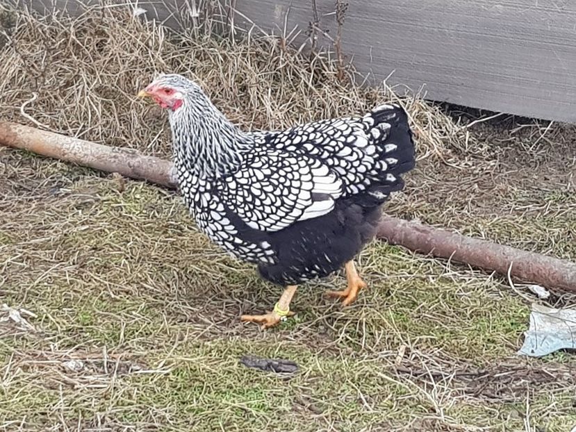  - Wyandotte Argintiu