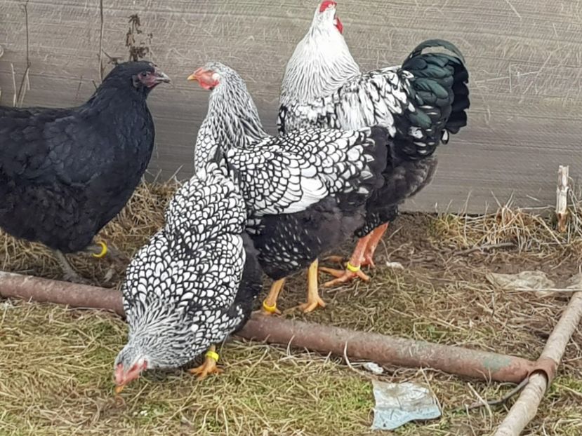 26177825_880996072069769_1631146844_o - Wyandotte Argintiu