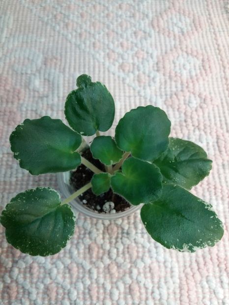 29 dec - ZZ LE Karusel