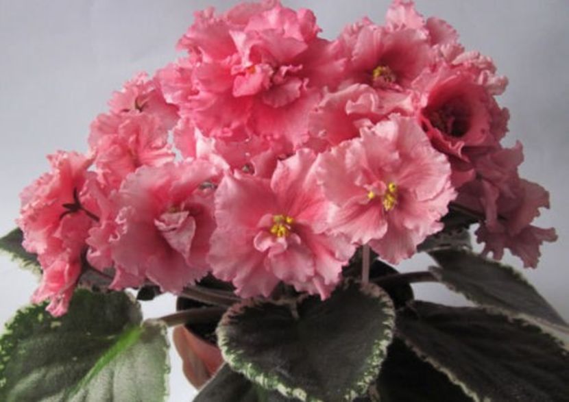 LE Odaliska poza net - LE Odaliska - LE Sultan s Maid