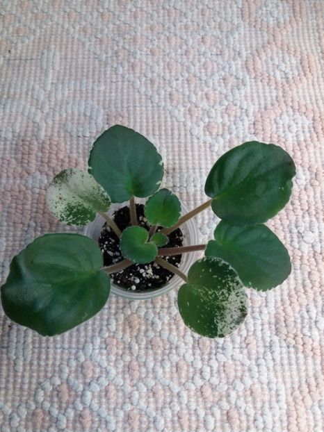 29 dec - LE Odaliska - LE Sultan s Maid