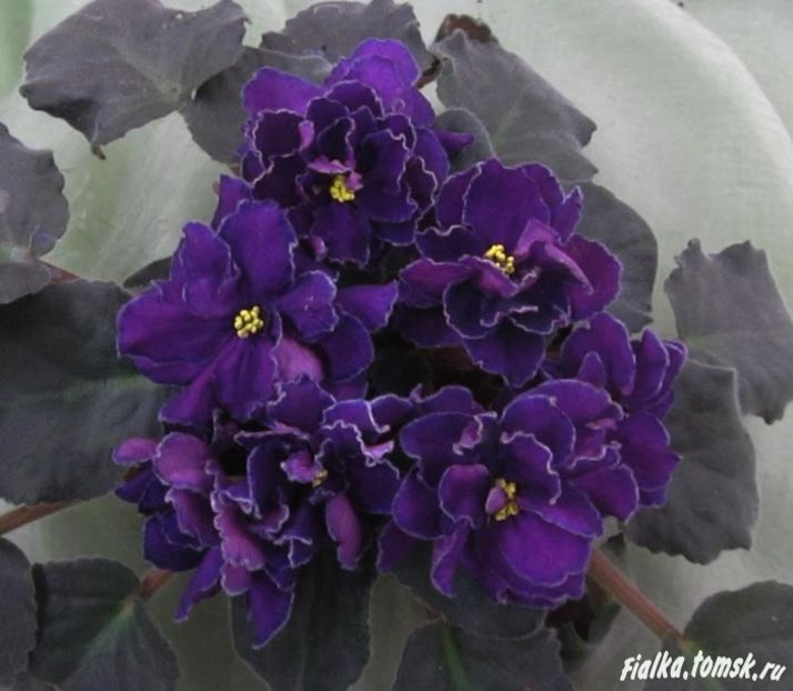 Ward Brown poza net - Ward Brown