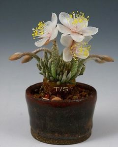 Avonia alstonii - Whish list pentru viata urmatoare1