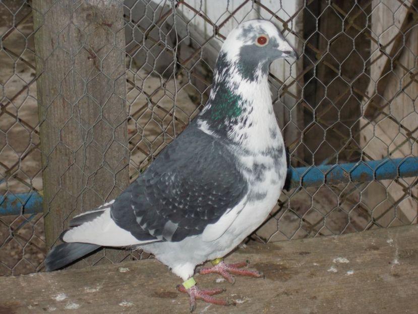 Mascul - VOIAJOR SPORT PT 2018