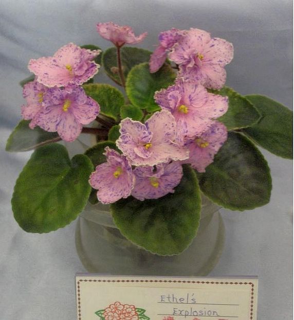 Ethel s Explosion poza net - ZZ Ethel s Explosion sport