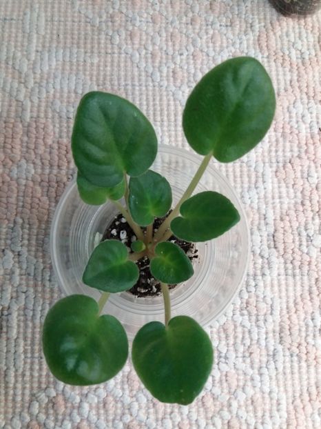 29 dec - ZZ Ethel s Explosion sport