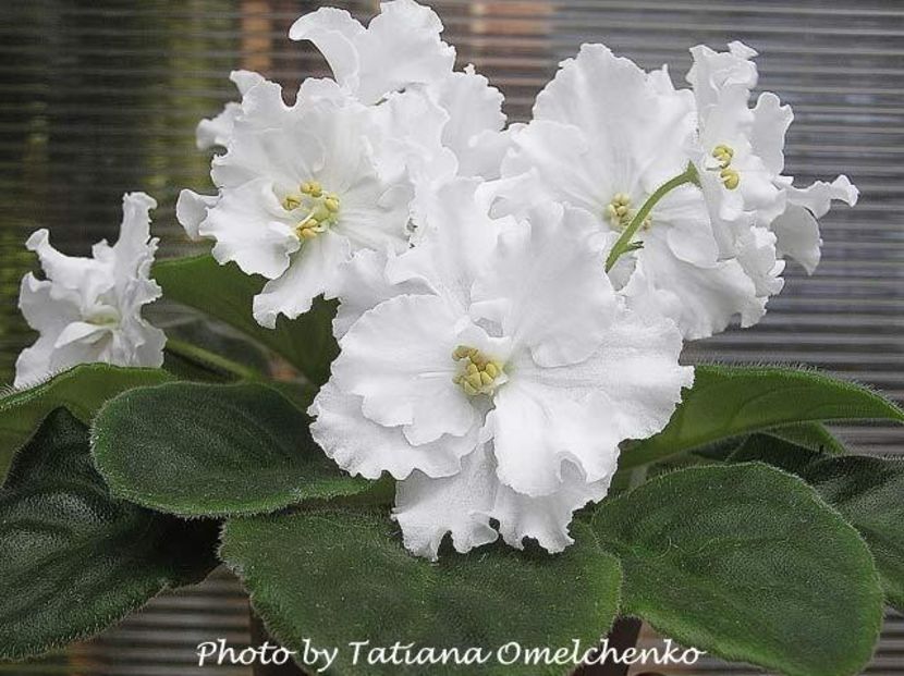 Ian Natalka poza net - ZZ Ian Natalka