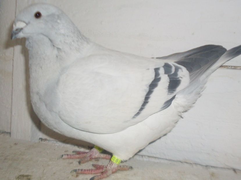 F 2017 - 000 FEMELE 2018