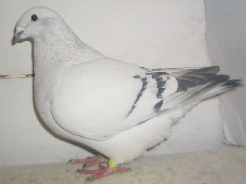 F 2017 - 000 FEMELE 2018