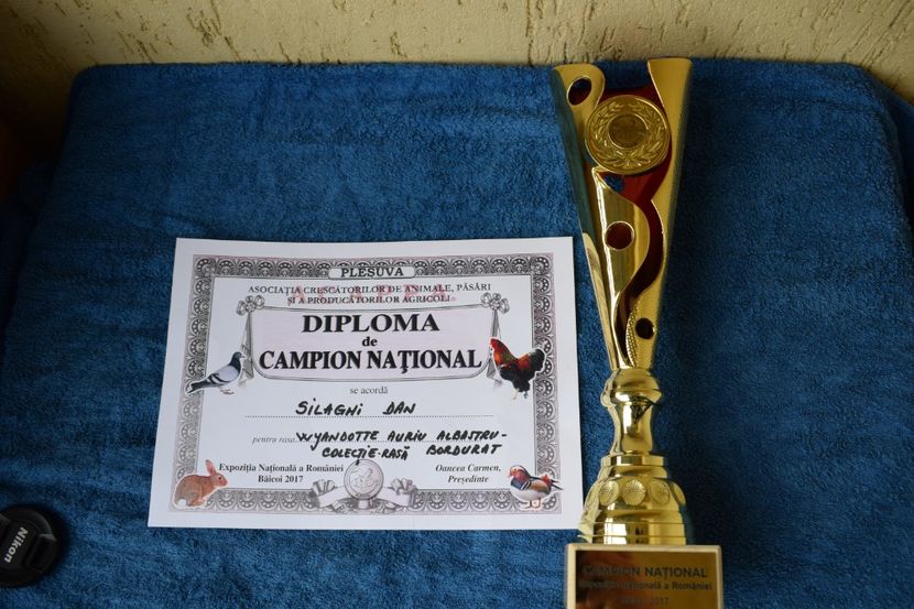  - CAMPION NATIONAL COLECTIE-Baicoi dec 2017-Wyandotte Auriu Albastru