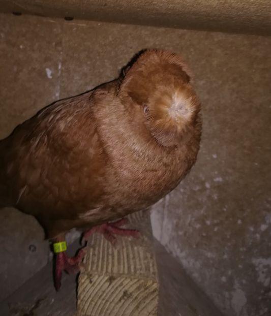  - Dublu Motat de Ardeal Galbeni