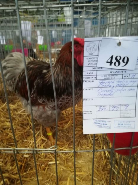 received_1439337616165203 - CAMPION NATIONAL COLECTIE-Baicoi dec 2017-Wyandotte Auriu Albastru