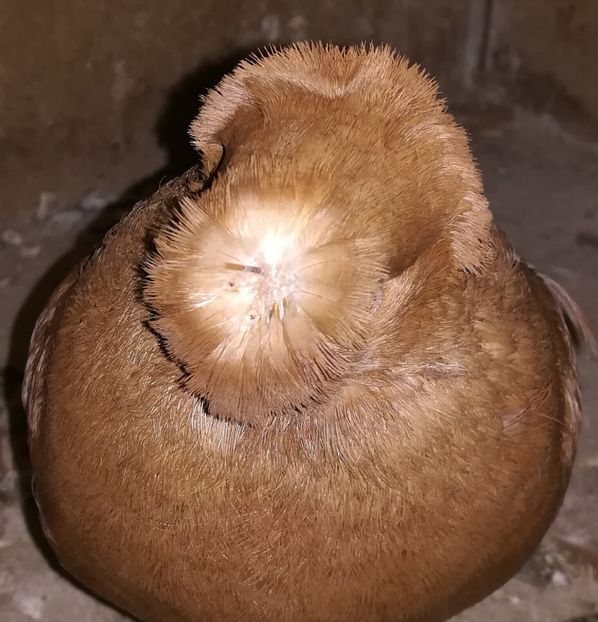  - Dublu Motat de Ardeal Galbeni