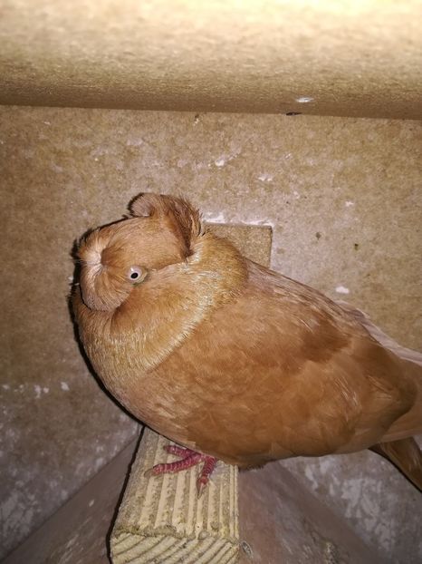  - Dublu Motat de Ardeal Galbeni