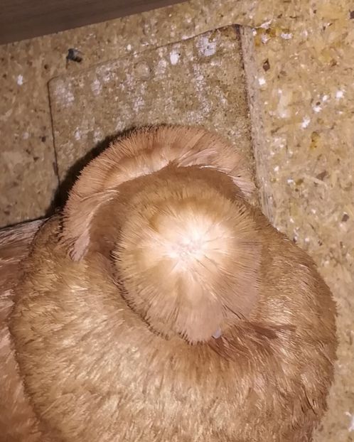  - Dublu Motat de Ardeal Galbeni